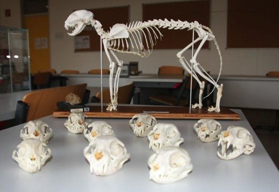 Biologie - Skelette