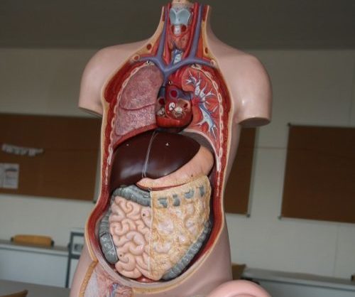 Biologie - Anatomie Thorax